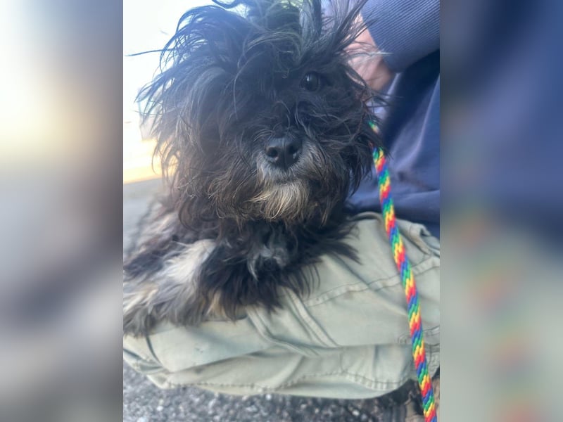 Polly, geboren 26.03.2025, 28cm sucht sein Plätzchen