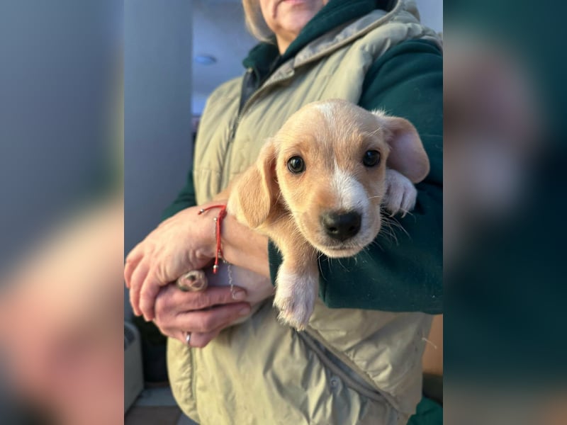 Darla, geboren 10.11.2025, 24cm sucht ihr Zuhause