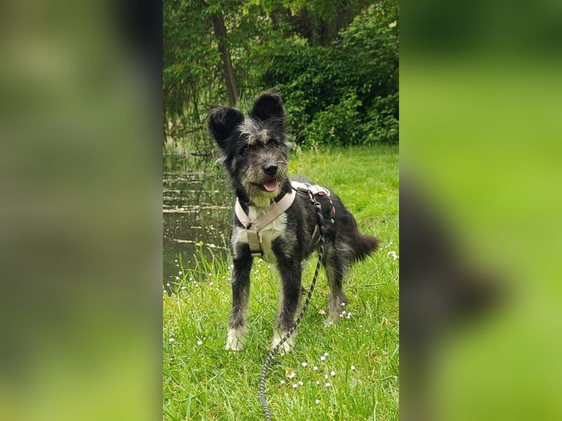 Laura, geb. 01.2023, 39cm sucht ihr für immer zu Hause