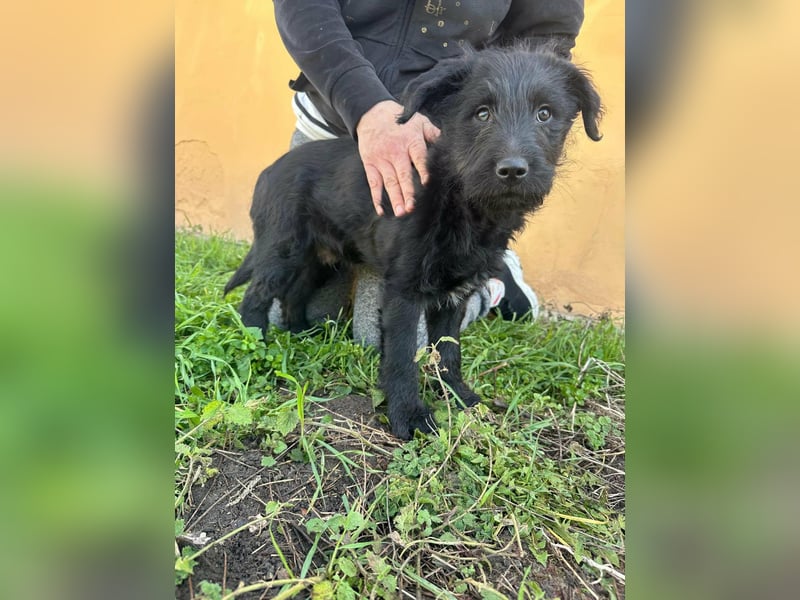 Tommy, geboren 11.12.2025, 36cm sucht sein Plätzchen