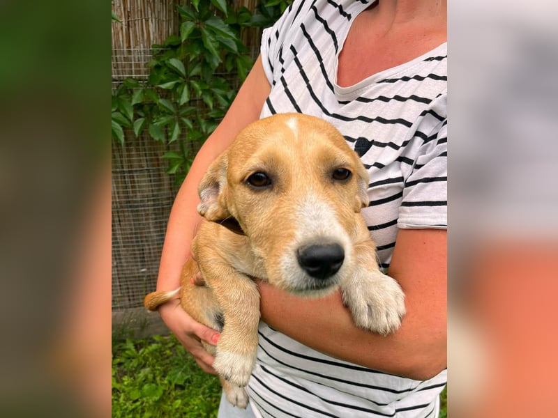 Tammy, geboren 08.02.2026, 27cm sucht ihre Menschen