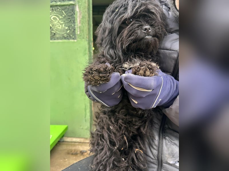 Black, geboren 02.08.2025, 25cm sucht seinen Kuschelplatz