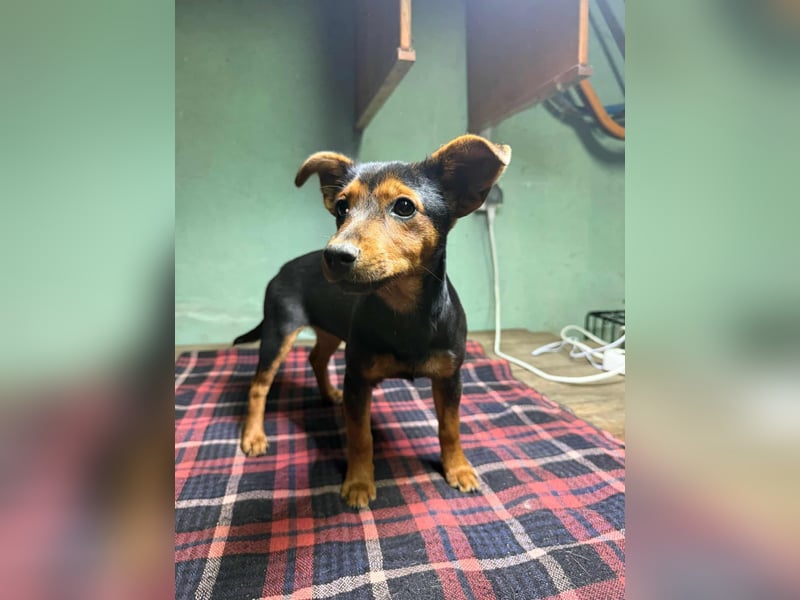 Eper, geboren 10.07.2025, 26cm sucht ihr Zuhause fürs Leben