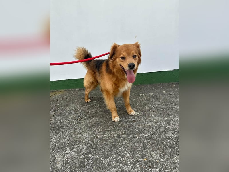 Forrest, geboren 01.01.2020, 42cm sucht seine Chance