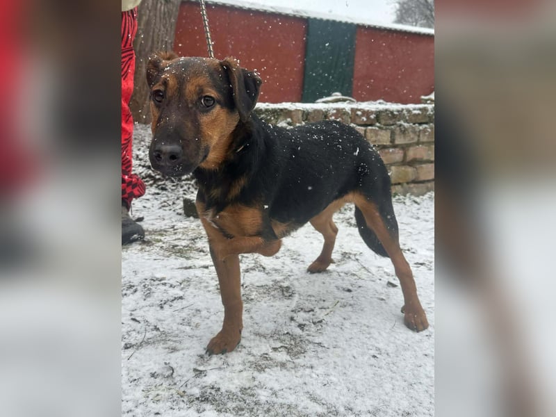 Marko, geboren 26.06.2025, 40cm sucht tierliebe Menschen
