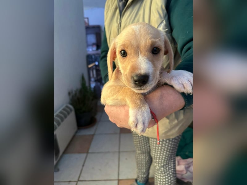 Darla, geboren 10.11.2025, 24cm sucht ihr Zuhause