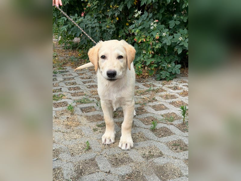 Maximus, geboren 13.03.2026, 39cm sucht sein Körbchen