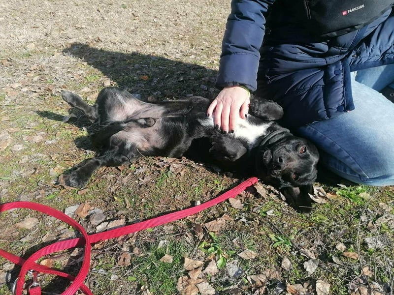 Brooklyn, geboren 01.11.2021, 32cm sucht sein Zuhause