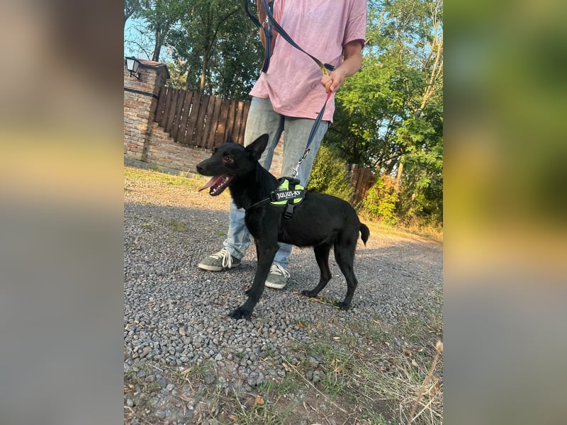 Frutti, geboren 10.12.2024, 41cm sucht ihr Zuhause