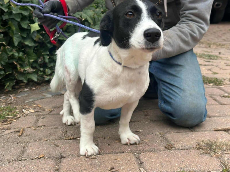 Alma, geboren 26.08.2023, 29cm sucht ihr Glück (Pflegestelle Deutschland)