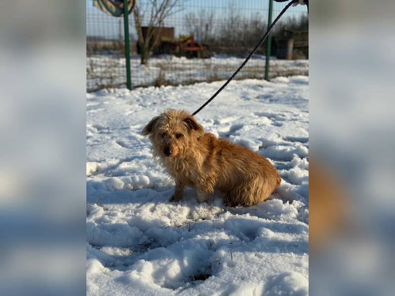 Majcsi, geboren 15.01.2022, 35cm sucht sein Zuhause