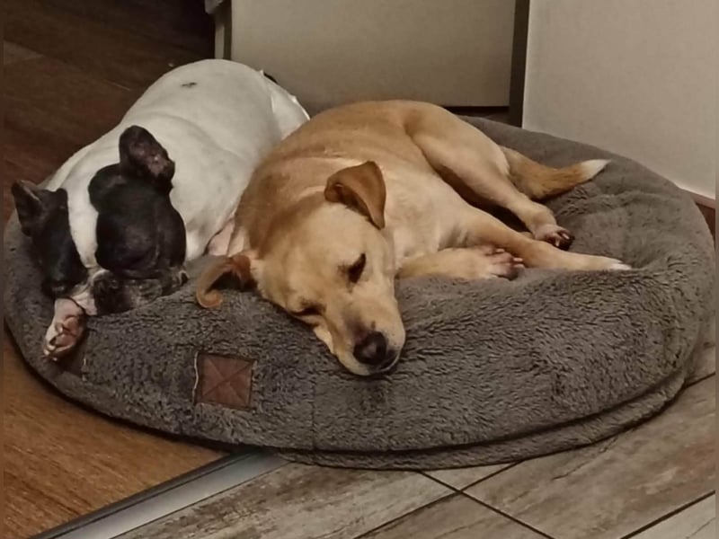 Baba, geboren 05.2023, 38cm sucht Menschen mit Herz