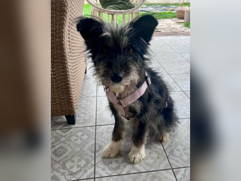 Laura, geboren 01.01.2023, 39cm sucht ihre Familie