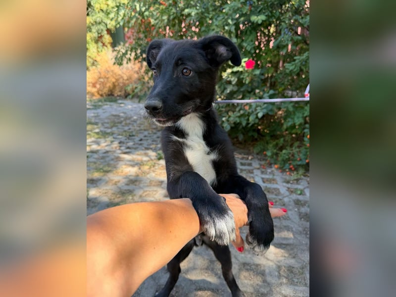Danny, geboren 25.05.2026, 39cm sucht seine Menschen