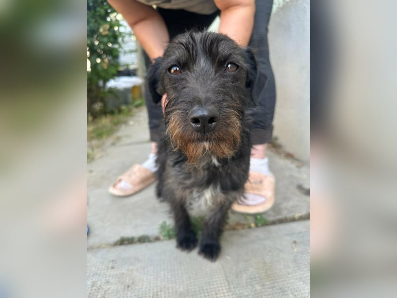Pixie, geboren 02.11.2025, 33cm sucht ihr Zuhause
