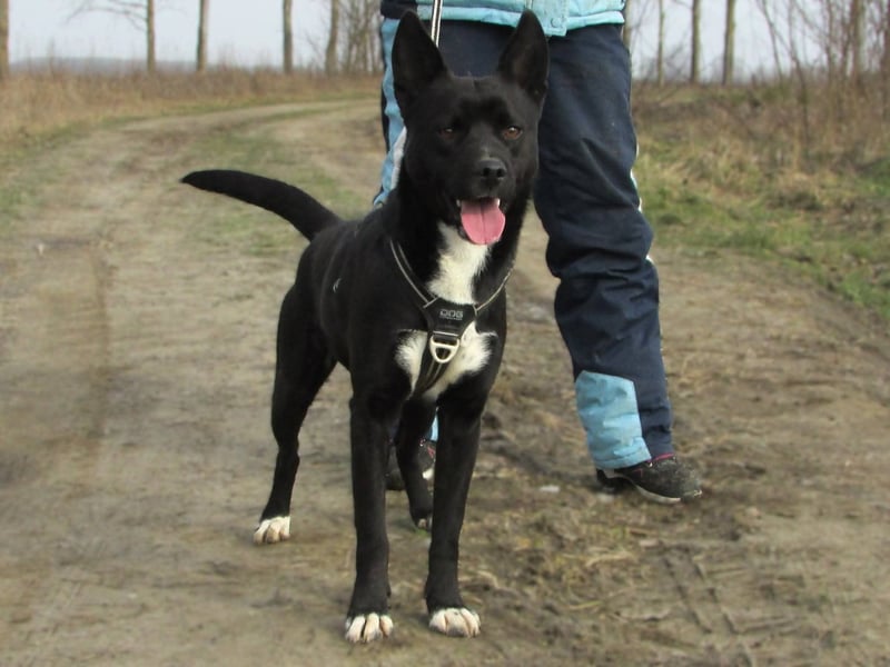 Rubble, geboren 01.12.2024, 43cm sucht seine Menschen