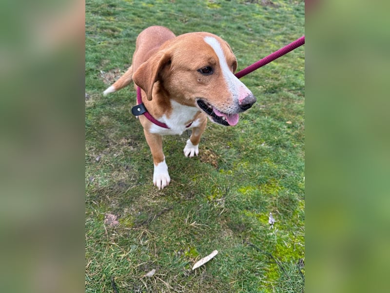 Barnabas, geboren 10.05.2025, 38cm sucht sein Zuhause