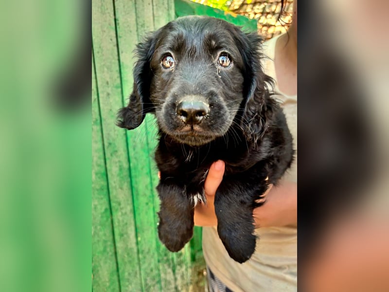 Madox, geboren 04.05.2026, 28cm sucht seine Chance