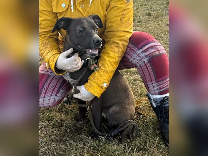Hetty, geb. 01.2025 sucht ihre Menschen