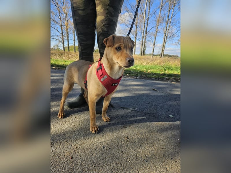 Libby, geboren 06.2025, 41cm sucht ihr Körbchen