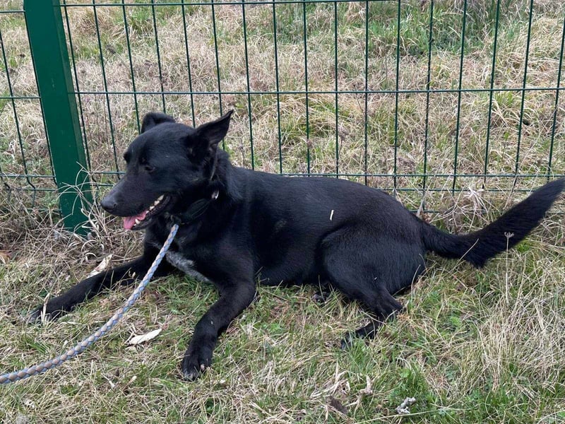 Rico, geboren 15.11.2020, 42cm sucht seine Menschen