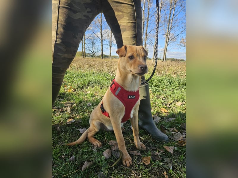 Libby, geboren 06.2025, 41cm sucht ihr Körbchen