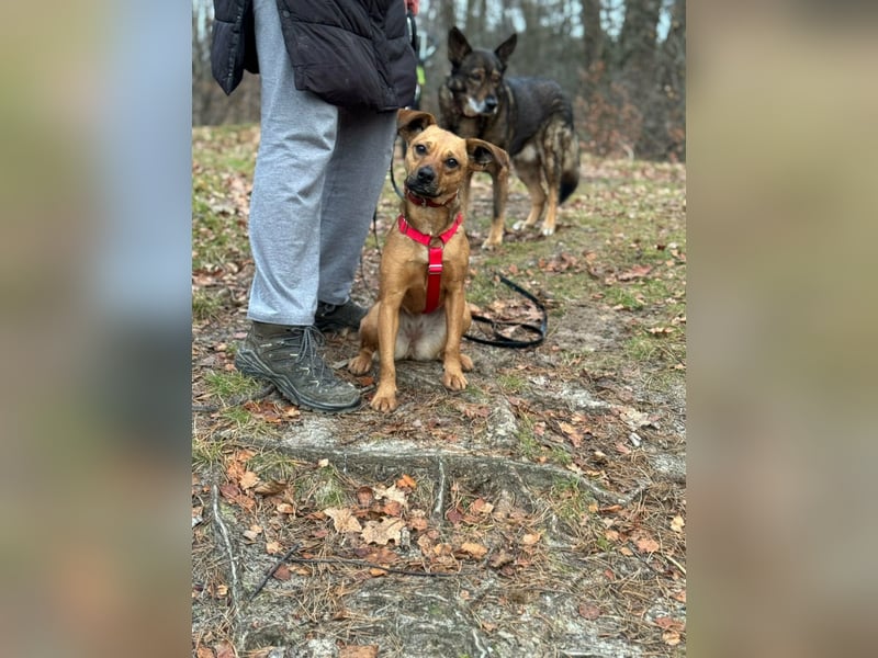 Borcsa, geboren 25.06.2024, 41cm sucht ihr Körbchen (Pflegestelle Deutschland)