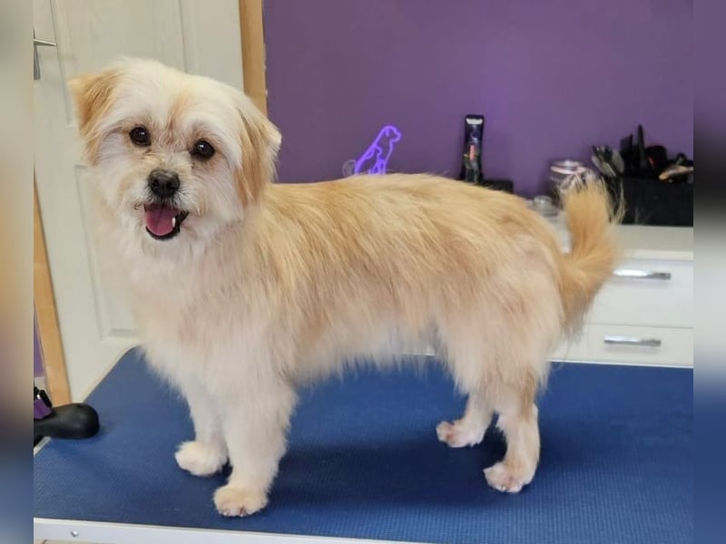 Suzy, geboren 28.11.2023, 34cm sucht ihre Menschen