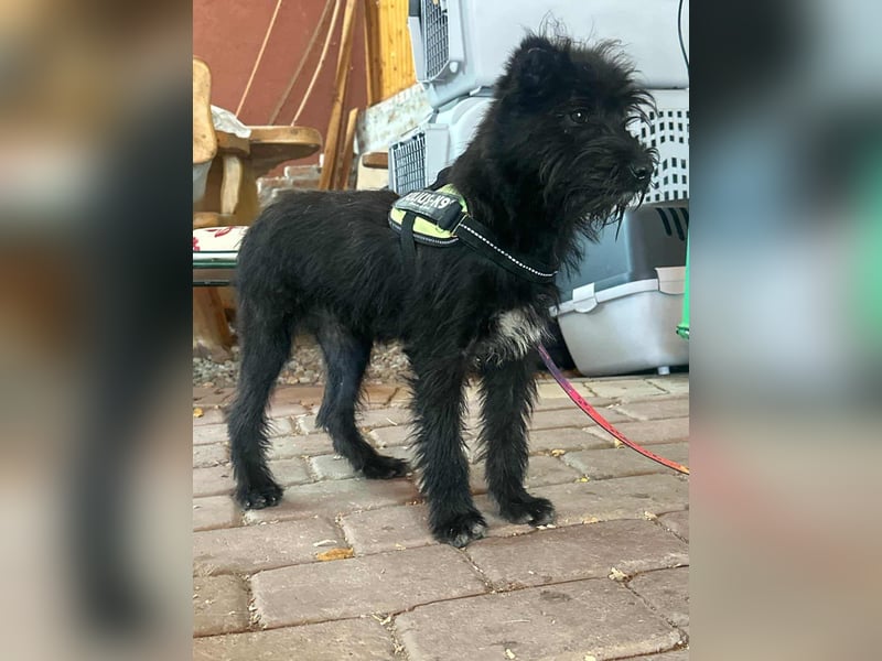 Aramis, geboren 15.04.2025, 37cm sucht sein großes Glück