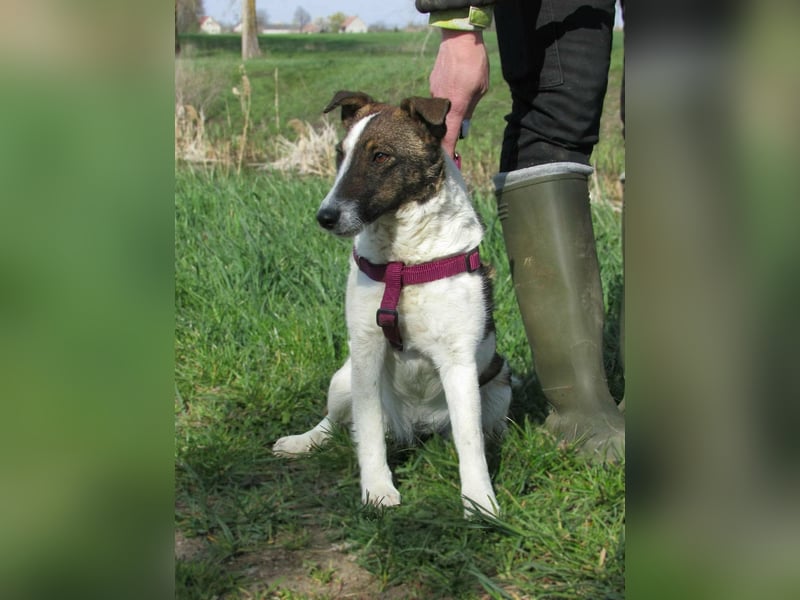 Szamoca, geboren 06.2025, 35cm sucht ihre Familie