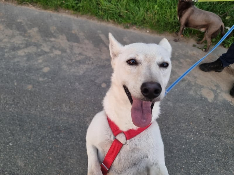 Kokusz, geb. 01.05.2021, 49 cm, wartet auf schon so lange auf ihr Glück (Pflegestelle Deutschland)