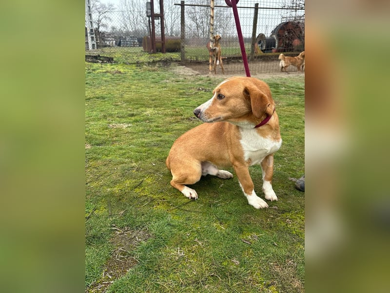 Barnabas, geboren 10.05.2025, 38cm sucht sein Zuhause