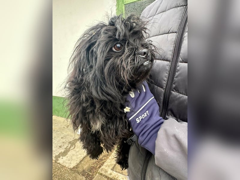 Black, geboren 02.08.2025, 25cm sucht seinen Kuschelplatz