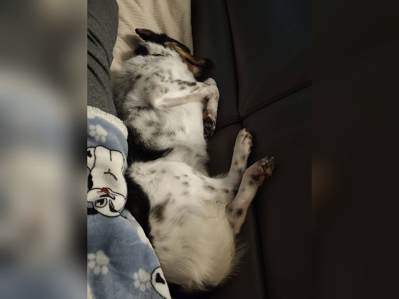 Milo, geboren 21.05.2023, 43cm sucht sein Zuhause (Pflegestelle in Deutschland)