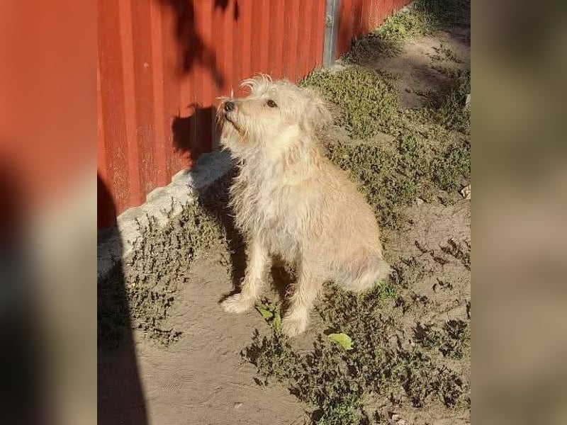 Berci, 1,5 Jahre, 35cm, wartet auf sein Glück