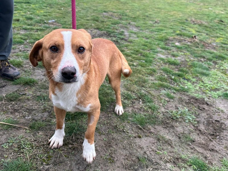 Barnabas, geboren 10.05.2025, 38cm sucht sein Zuhause