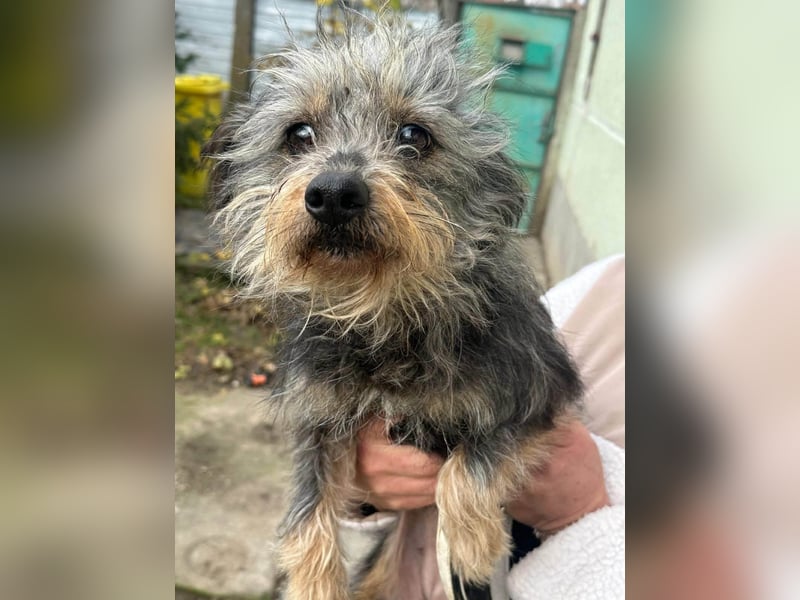 Lola, 5 Jahre, 32cm sucht ihr Plätzchen