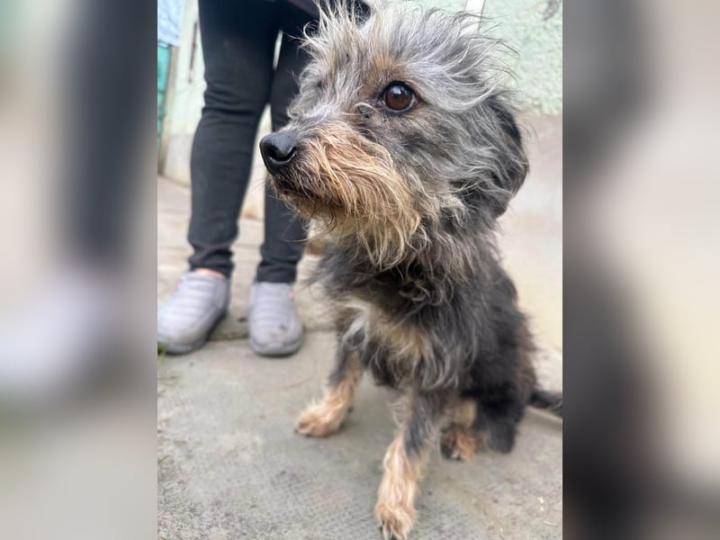 Lola, 5 Jahre, 32cm sucht ihr Plätzchen