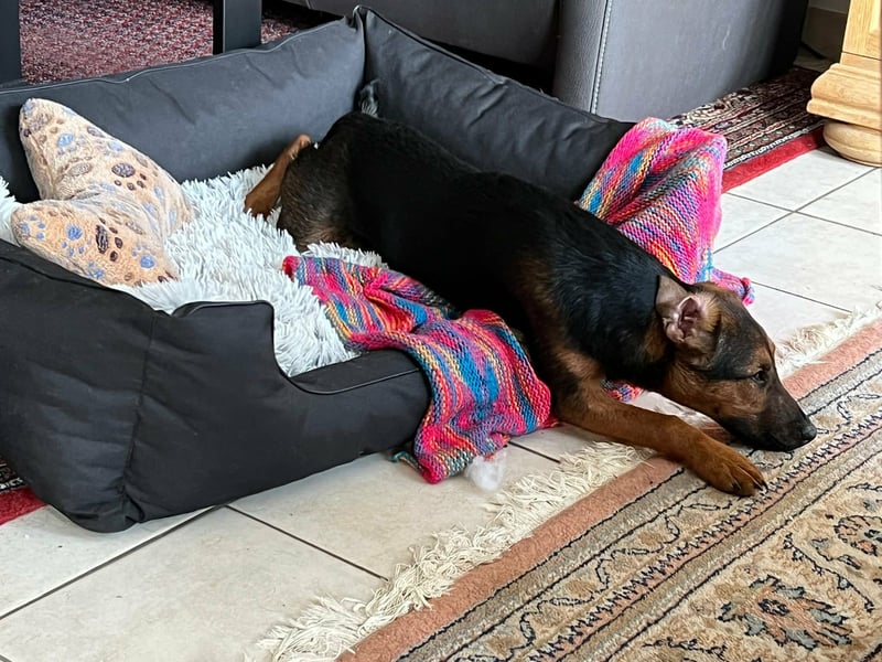 Marko, geboren 26.06.2025, 40cm sucht neues Zuhause