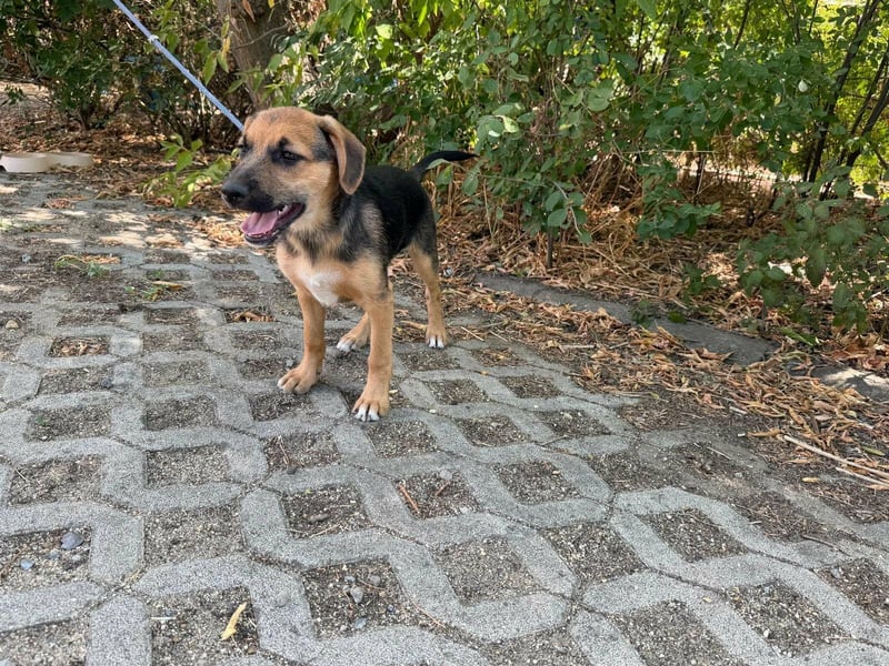 Dark, geboren 25.05.2026, 34cm sucht seine Menschen
