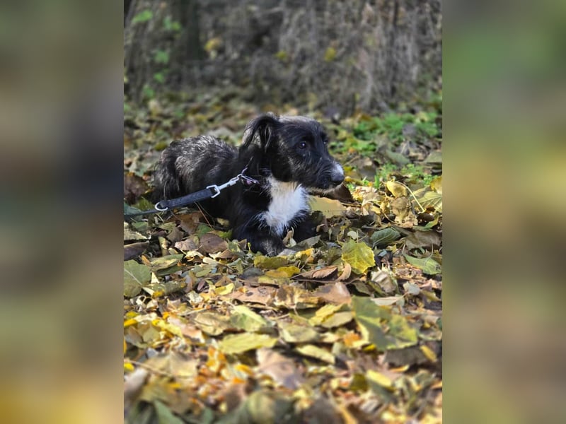 Bogyo, 7 Monate, 24cm sucht ihr Zuhause