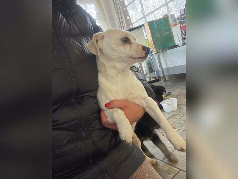 Vanilla, geboren 01.2023, 32cm sucht liebevolles Zuhause