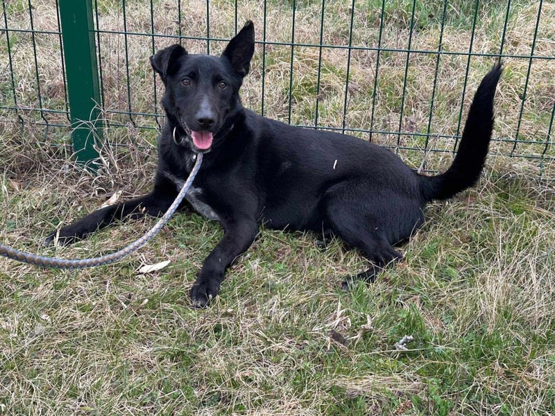 Rico, geboren 15.11.2020, 42cm sucht seine Menschen