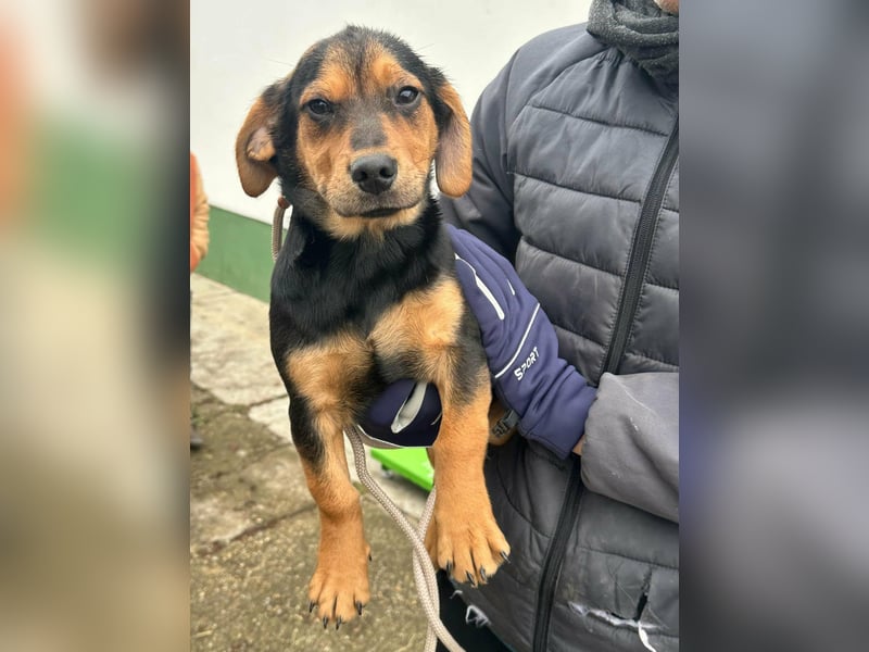 Chris, geboren 26.10.2025, 30cm sucht DICH!