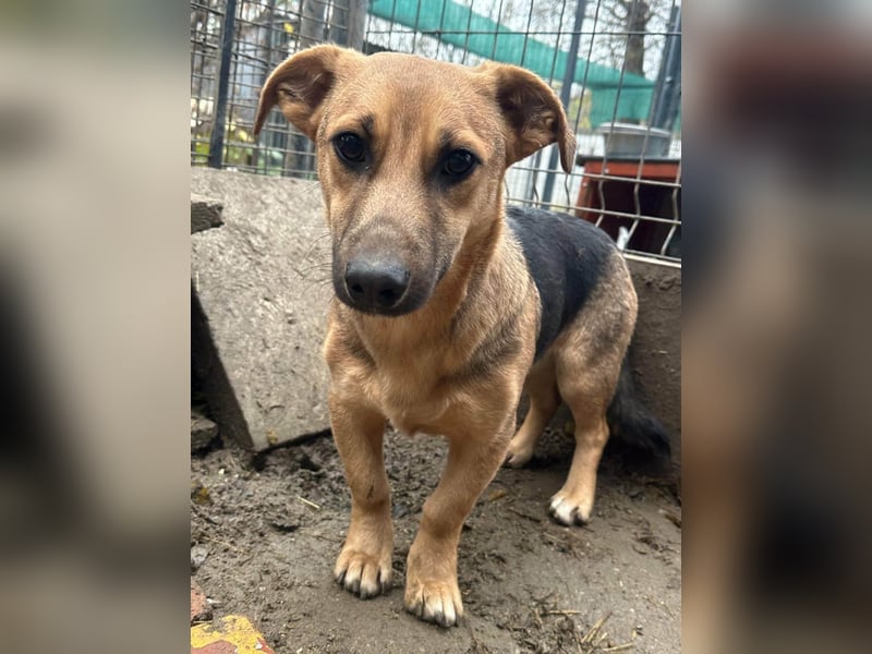 Marwin, geboren 01.04.2025, 40cm sucht sicheres Zuhause