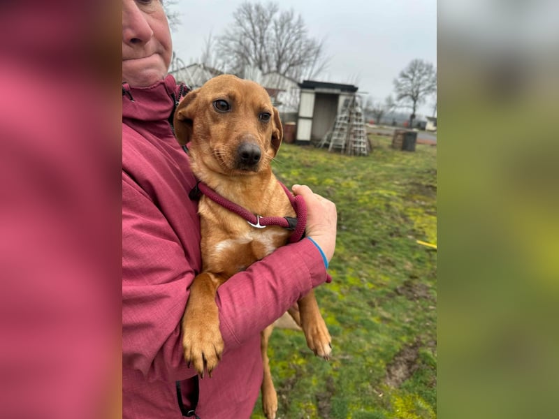 Bubu, geboren 10.05.2025, 35cm sucht Familienanschluss