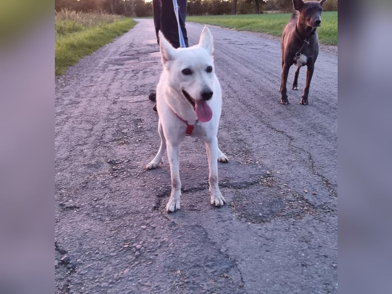 Kokusz, geb. 01.05.2021, 49 cm, wartet auf schon so lange auf ihr Glück (Pflegestelle Deutschland)