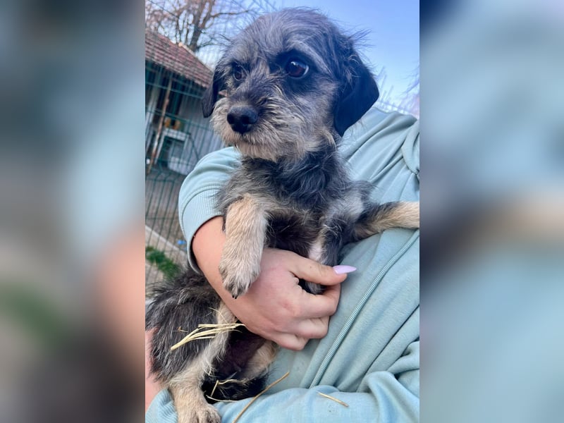 Mimi, geboren 22.04.2024, 30cm sucht ihre Chance