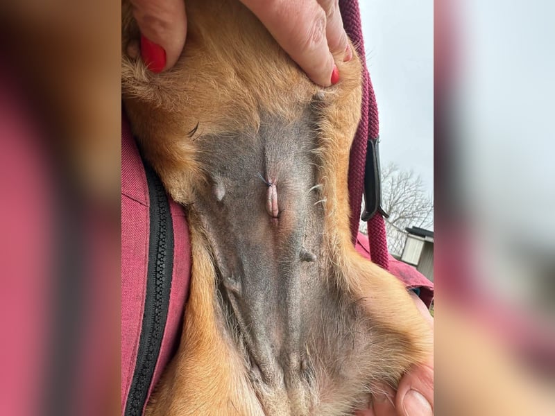 Bubu, geboren 10.05.2025, 35cm sucht Familienanschluss