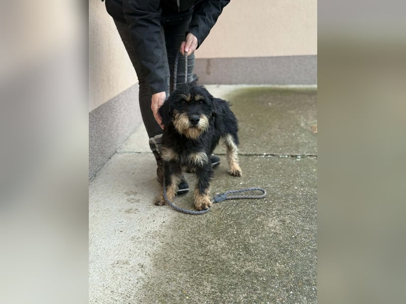 Cupido, geboren 01.02.2024, 42cm sucht sein Zuhause